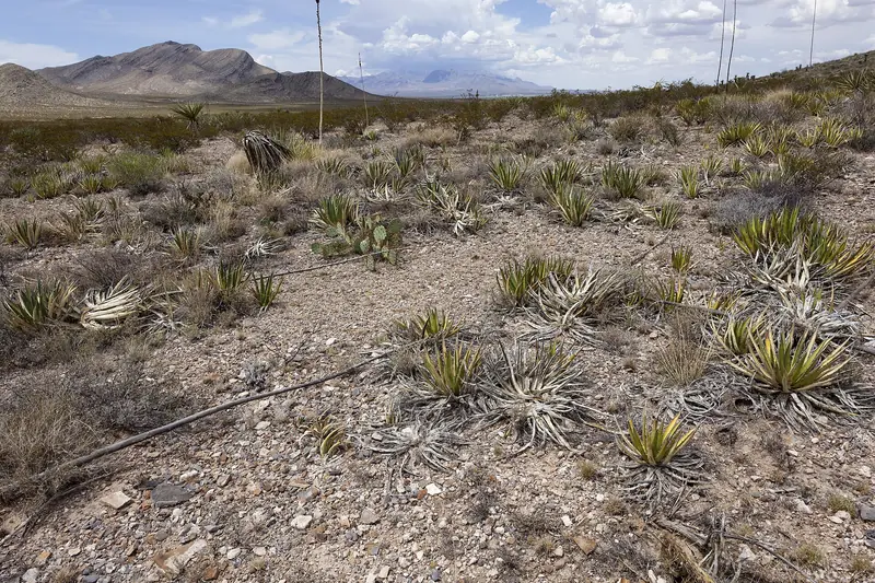Rocky desert slopes dotted with yucca and sotol lead up to the peaks of the Franklin Mountains in El Paso
