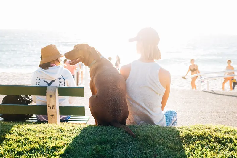 A family sits on a park bench with their big brown dog, looking out at a sunny beach