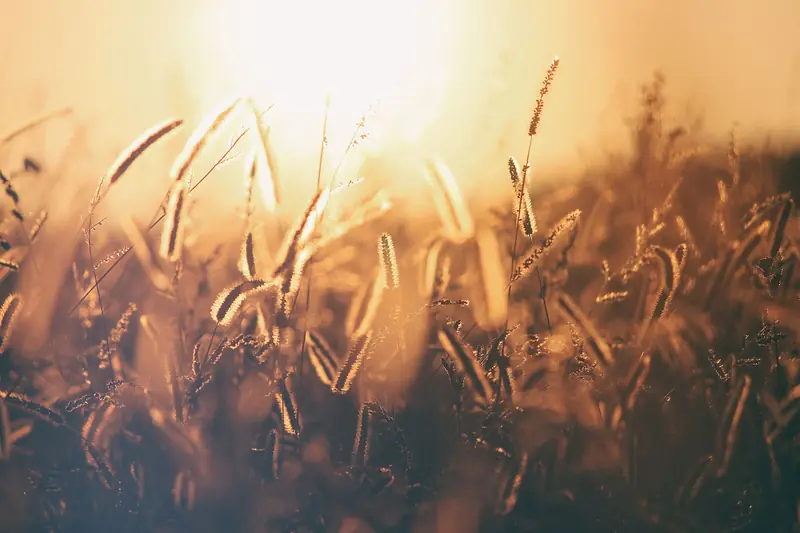 Wheat stalks backlit by warm, hazy golden-hour sunlight