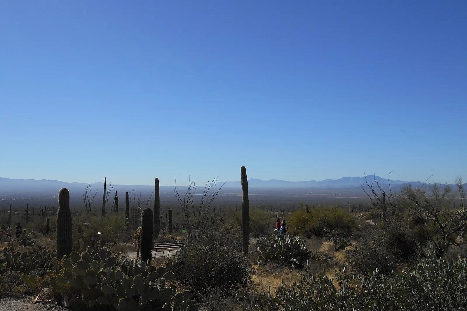 Tall saguaro cacti stand across the Sonoran Desert under a clear blue sky with distant mountains