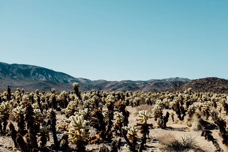 A dense field of cholla cacti spreads across the desert floor toward rugged mountains under a blue sky