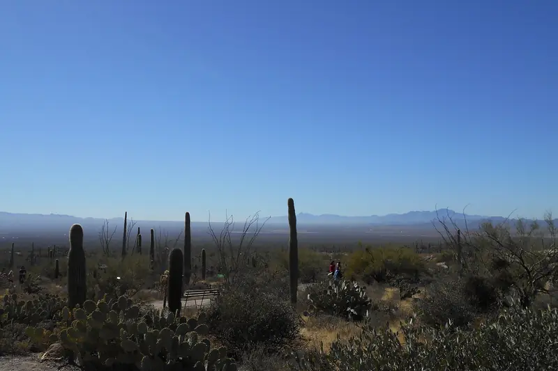 Tall saguaro cacti stand across the Sonoran Desert under a clear blue sky with distant mountains